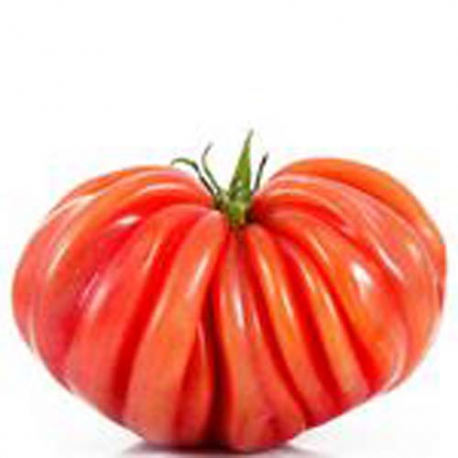 Tomate côtelée rouge