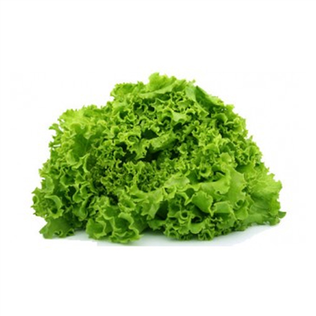 Salade Battavia